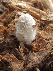 Coprinopsis