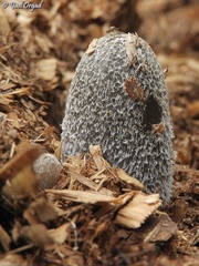 Coprinopsis