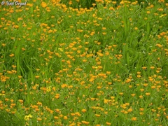 Calendula arvensis