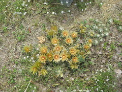 Escobaria missouriensis