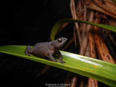 Rhinella nicefori