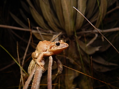 Pristimantis permixtus