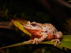 Pristimantis permixtus