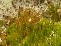 Dicranum undulatum