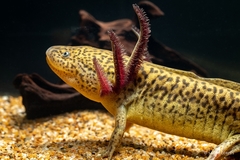 Blunt-Headed Salamander photo 2