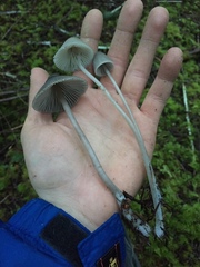 Mycena robusta
