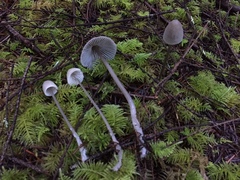 Mycena robusta