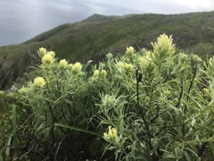 Castilleja grisea