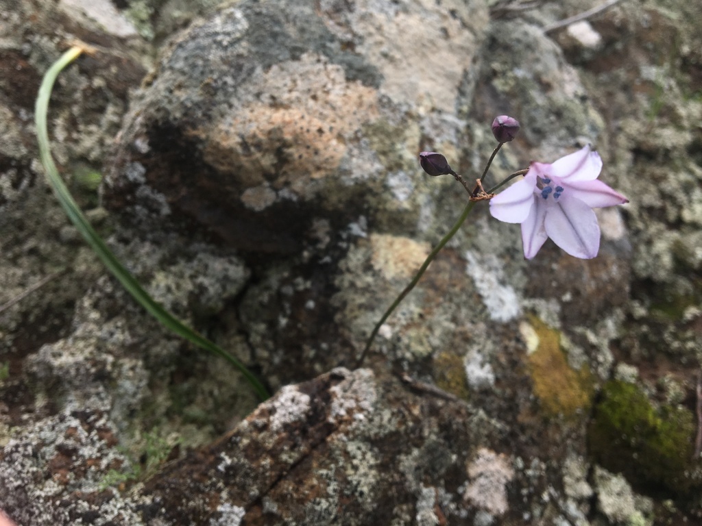 Triteleia clementina; photograph (c) Vincent Weber, some rights reserved (CC BY-SA)