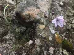 Triteleia clementina