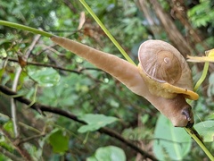 Parthena acutangula