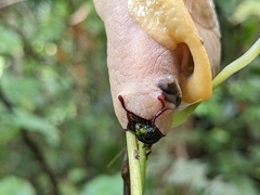 Parthena acutangula