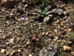 Sibara filifolia