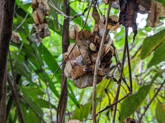 Dioscorea polygonoides
