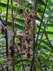 Dioscorea polygonoides