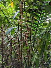 Dioscorea polygonoides