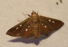 Phostria