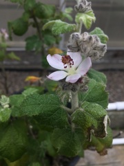 Malacothamnus clementinus