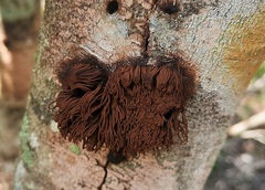 Stemonitis pallida