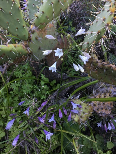 Image of Triteleia clementina by (c) Vincent Weber, some rights reserved (CC BY-SA)
