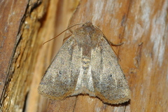 Conistra erythrocephala