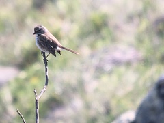 Artemisiospiza belli clementeae