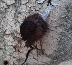 Stemonitis pallida