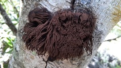 Stemonitis pallida