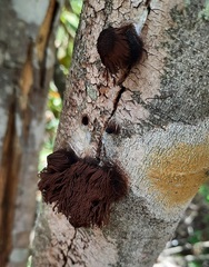 Stemonitis pallida