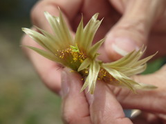 Escobaria missouriensis
