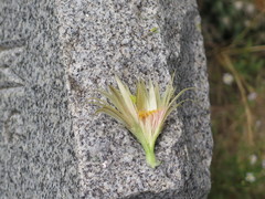 Escobaria missouriensis