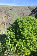 Galium catalinense acrispum