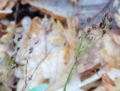 Luzula forsteri