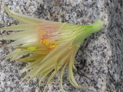 Escobaria missouriensis