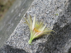 Escobaria missouriensis