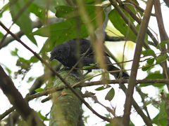 Cercomacra nigricans