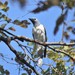 White-breasted Cuckooshrike - Photo (c) markusgmeiner, some rights reserved (CC BY-NC), uploaded by markusgmeiner