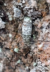 Narycia duplicella