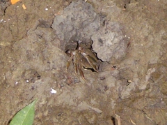 Parathelphusa valida