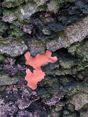 Dictydiaethalium plumbeum