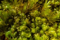 Saccobasis polita