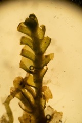 Saccobasis polita