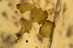 Saccobasis polita