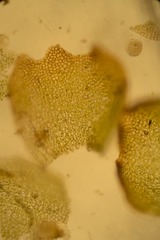Saccobasis polita