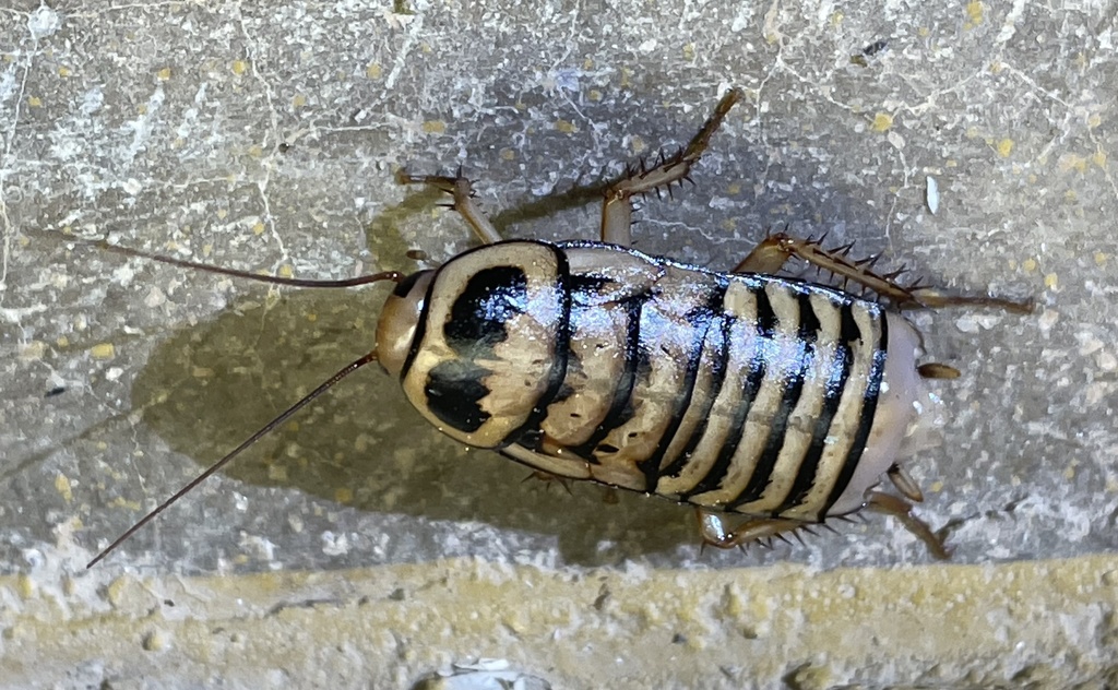 Pseudoderopeltis rothschildi