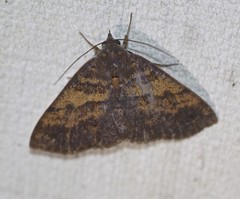 Ophyx eurrhoa