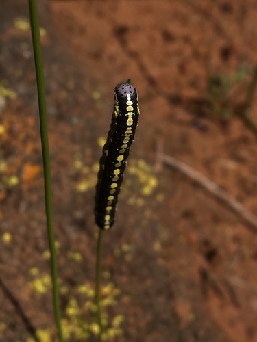 Scribbled Sallow photo 2
