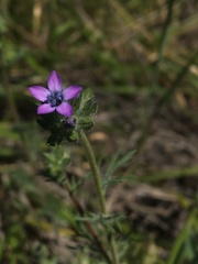 Gilia nevinii