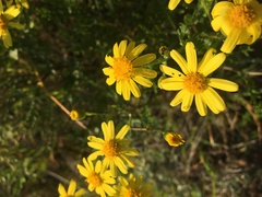 Senecio lyonii