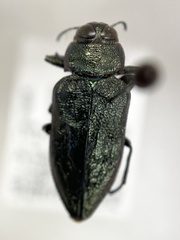 Actenodes acornis